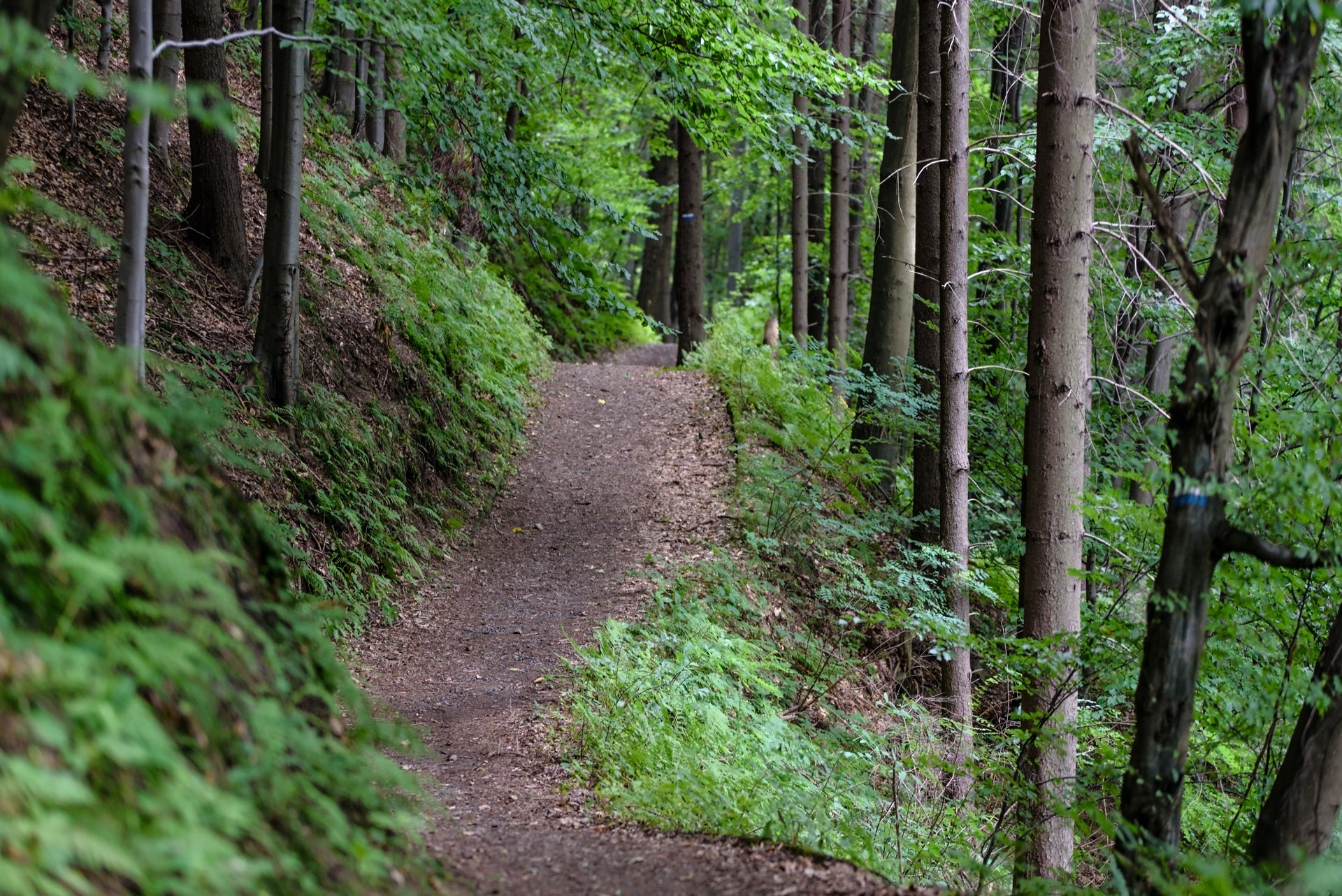 Les chemins de randonnée
