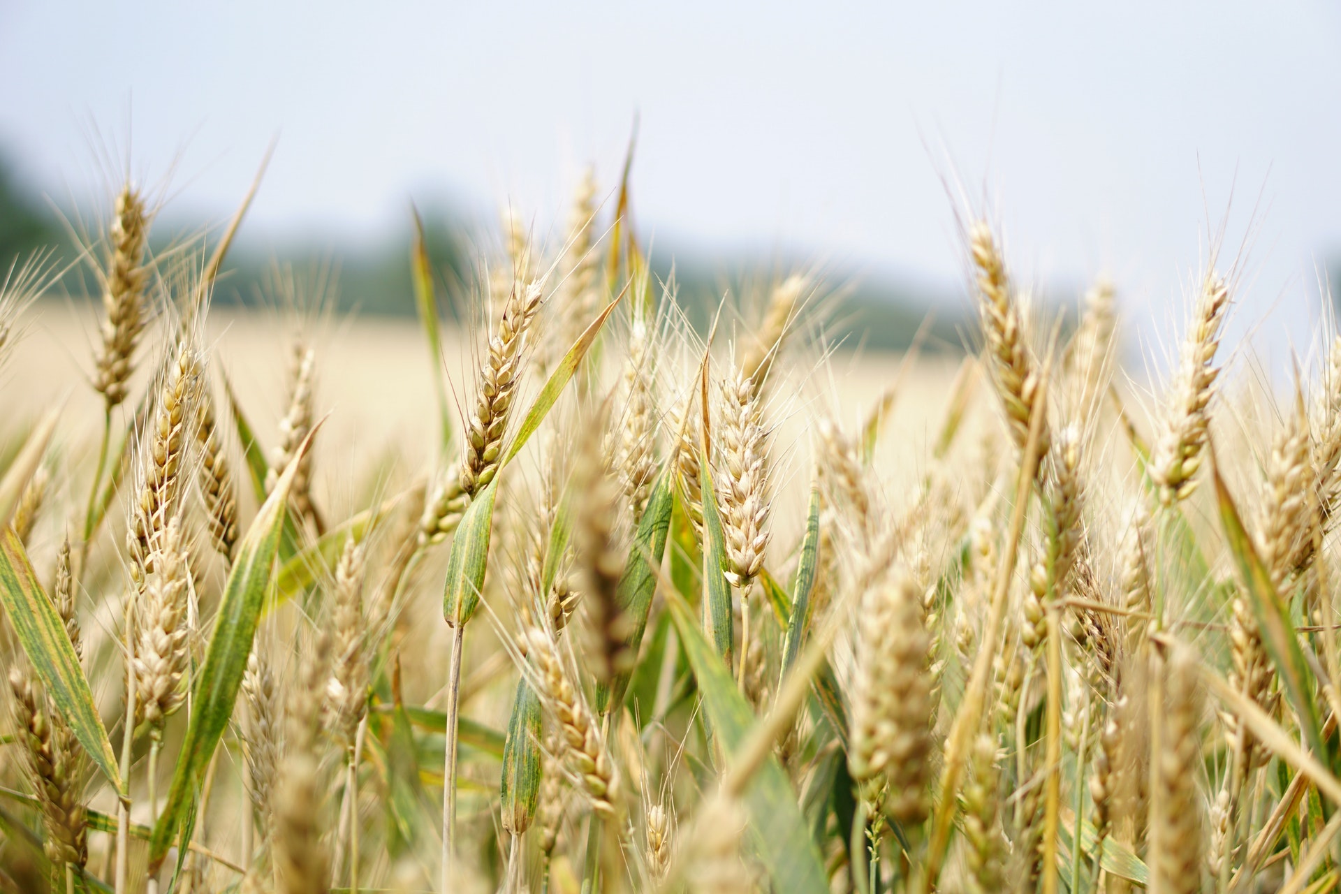 AGRIAL - Coopérative agricole
