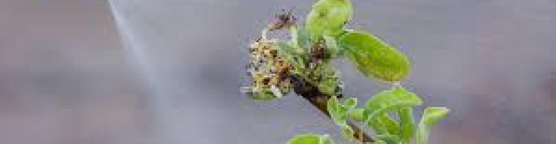 Comment utiliser les produits phytosanitaires
